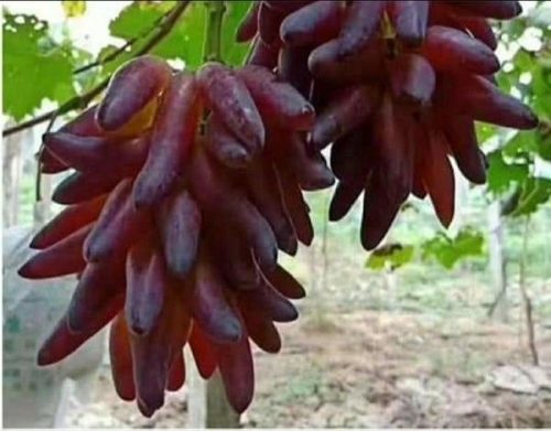 portuguese PORTUGUESE DREAM (NN06)